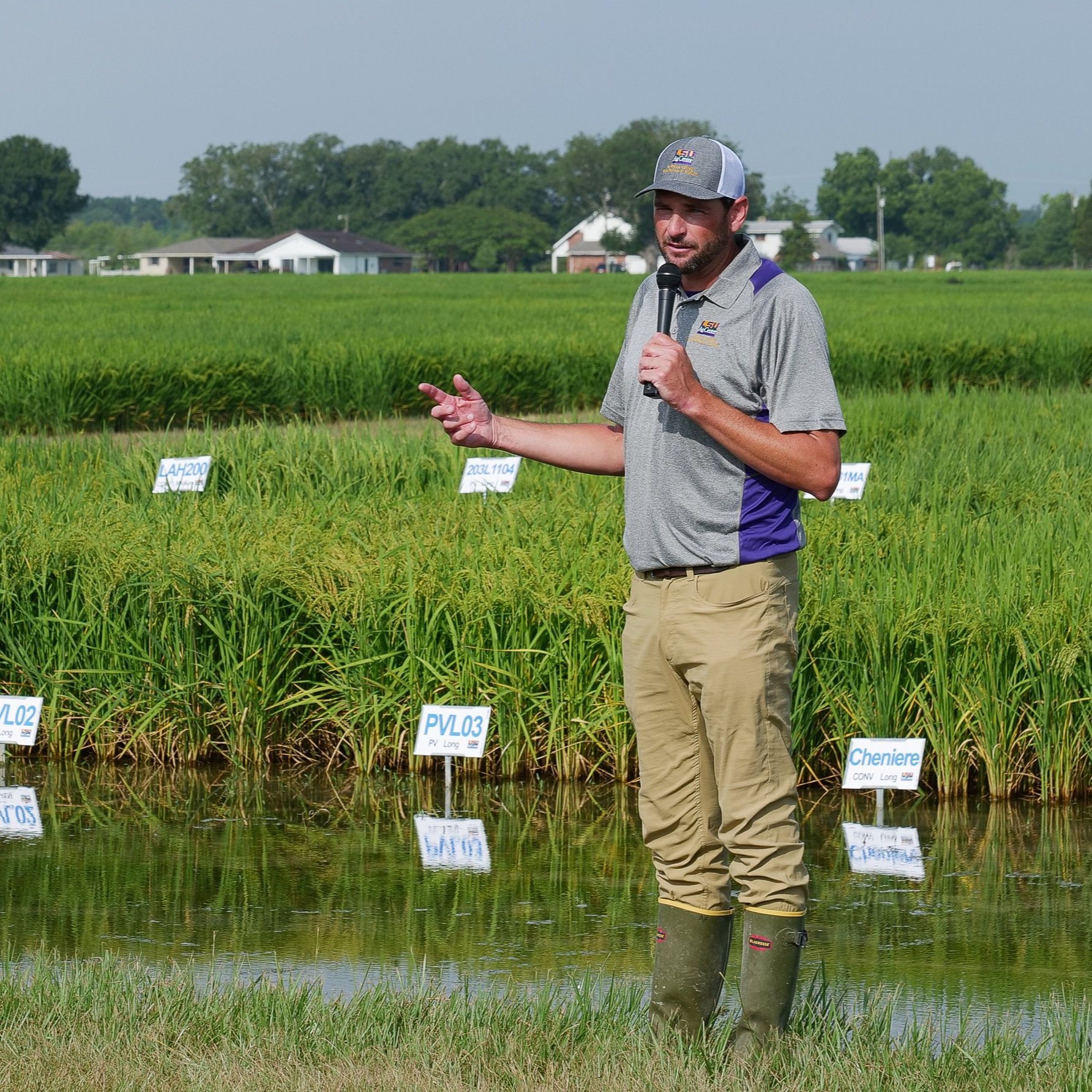 LSU AgCenter Showcasing 114 Years Of Innovation At Annual Rice Field Day