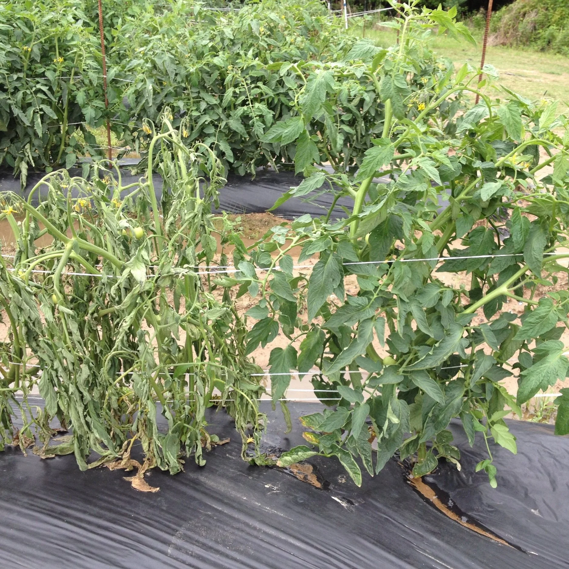 Diseases on the Rise in Louisiana Vegetables