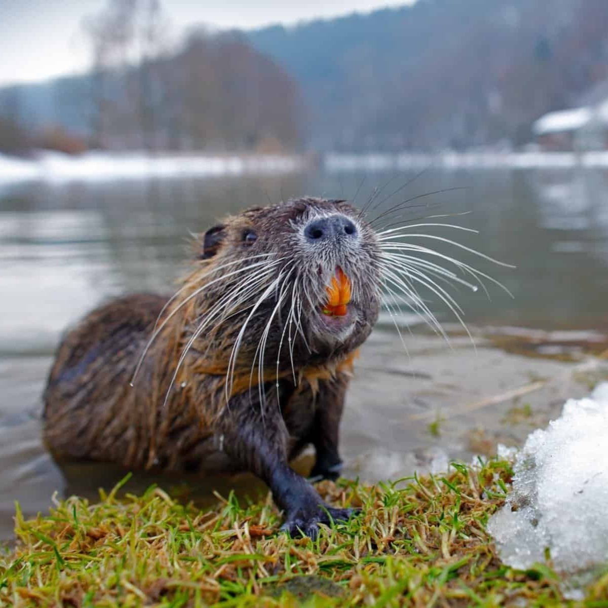 Discover 12 Invasive Species in Louisiana