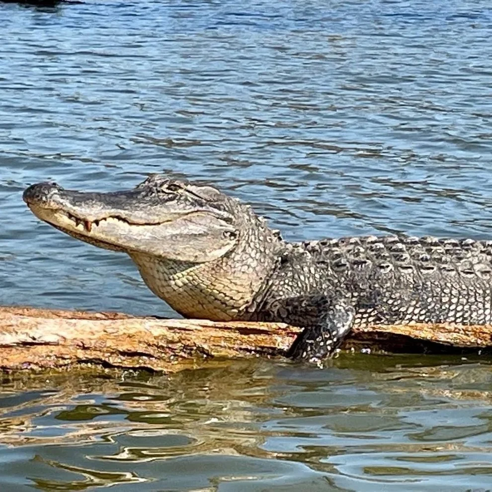 Louisiana Lawmaker Says State Overrun With Alligators