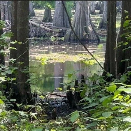 Salvinia Less than Average, Impacts Still Expected