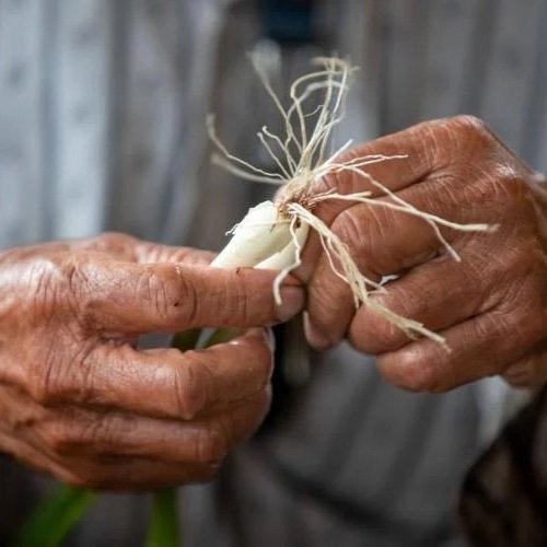 Vietnamese Farming Cooperative in New Orleans East Creates Jobs with Healthy Food