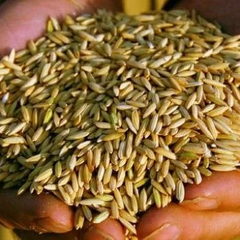 Jubilee Justice Regenerative Farming: Tackling Racism With Rice