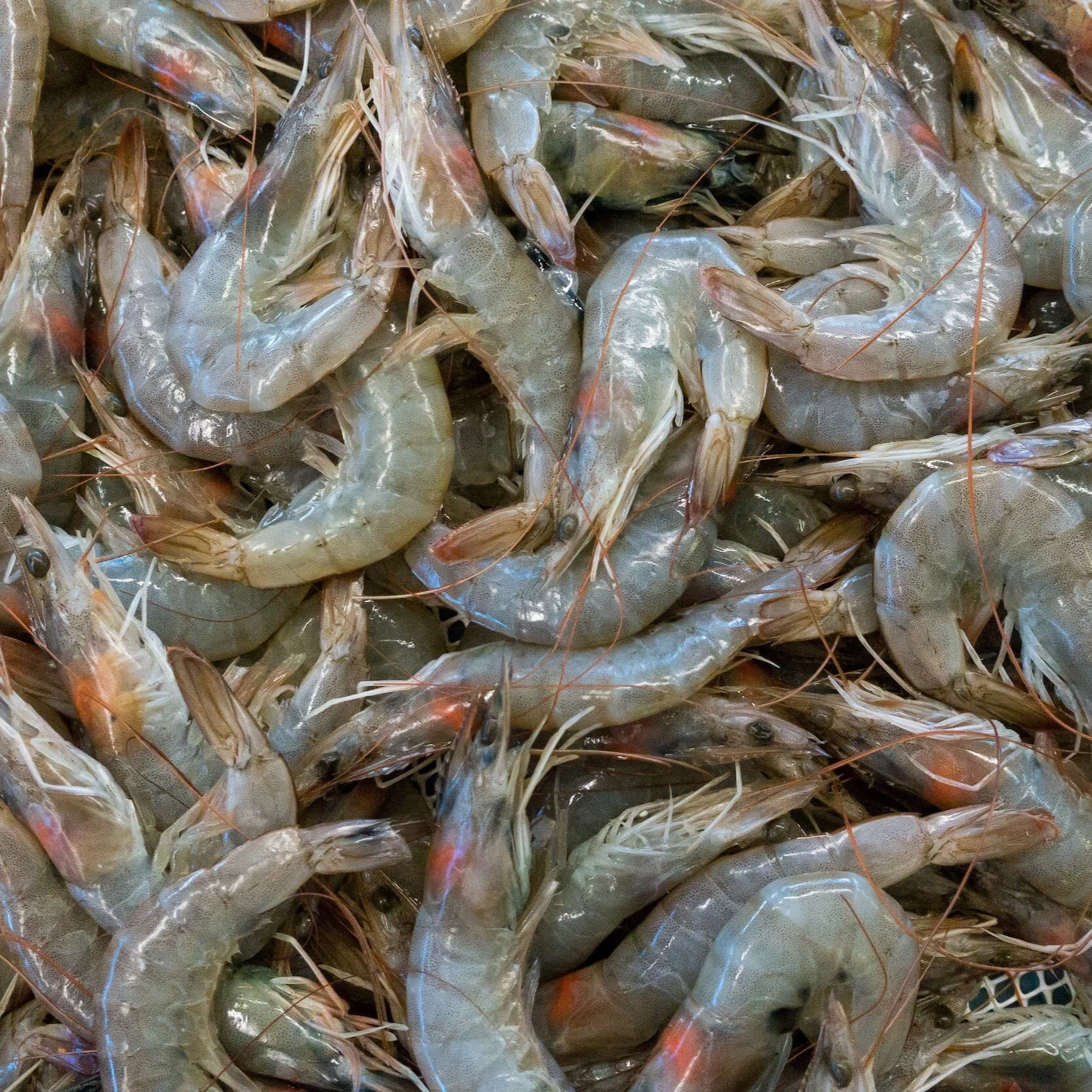 Delcambre Shrimpers Say Louisiana's Seafood Industry Is In Trouble