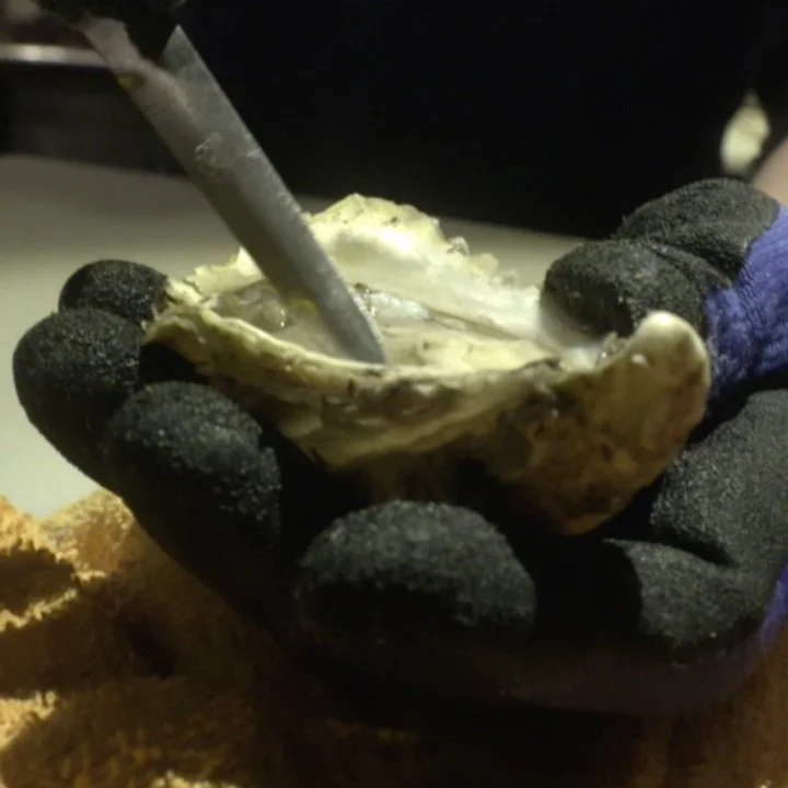 Can You Eat Oysters this Month? LSU Ag Center has Answers!