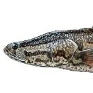 Invasive Species: LDWF Verifies Northern Snakehead Fish in Concordia Parish