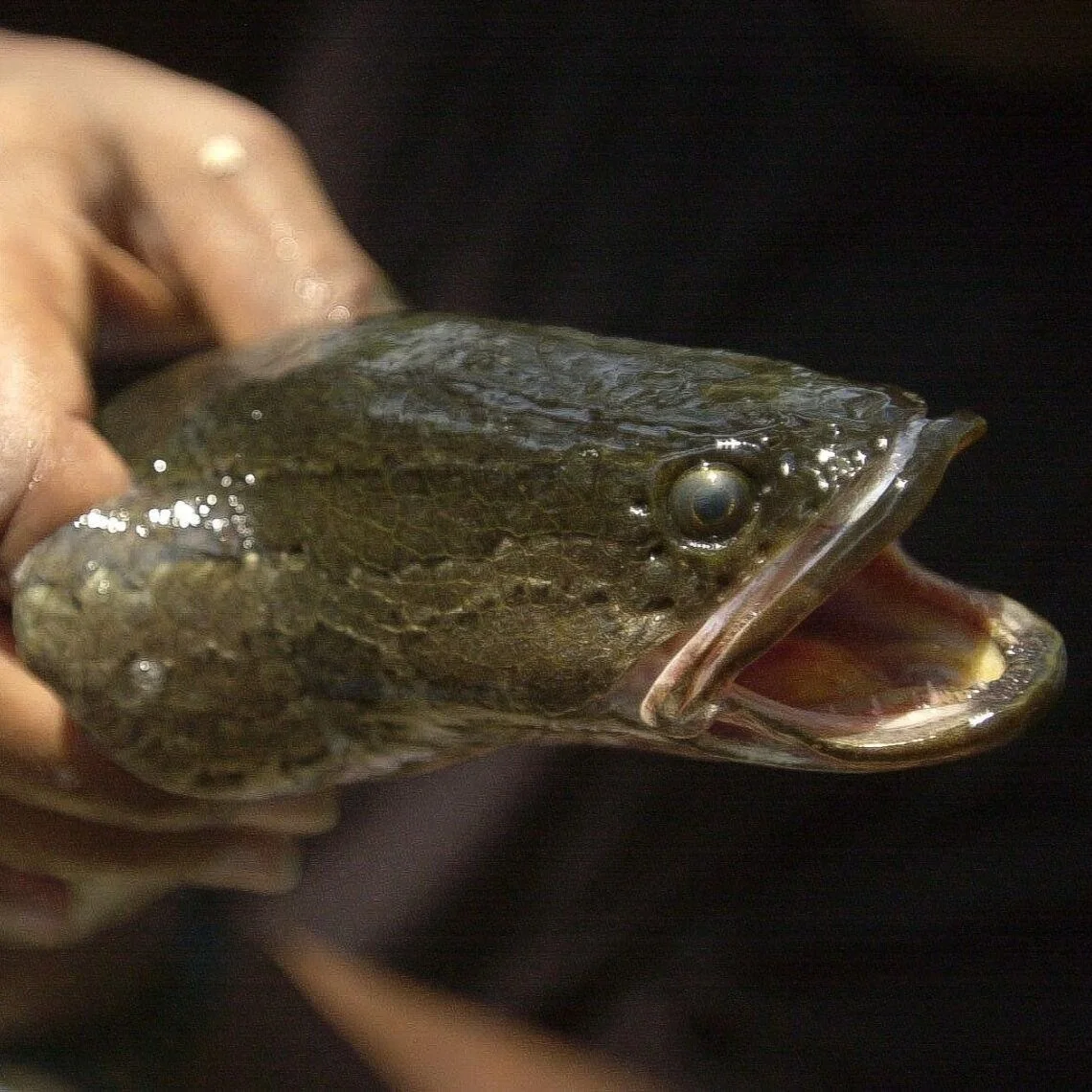 Aggressive, Air-breathing Fish Makes First Appearance in Louisiana