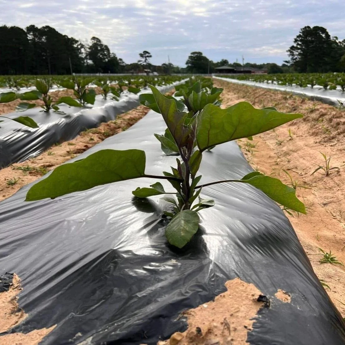 Louisiana House Sends Farmland Protection Bill to Edwards After Unanimous Vote
