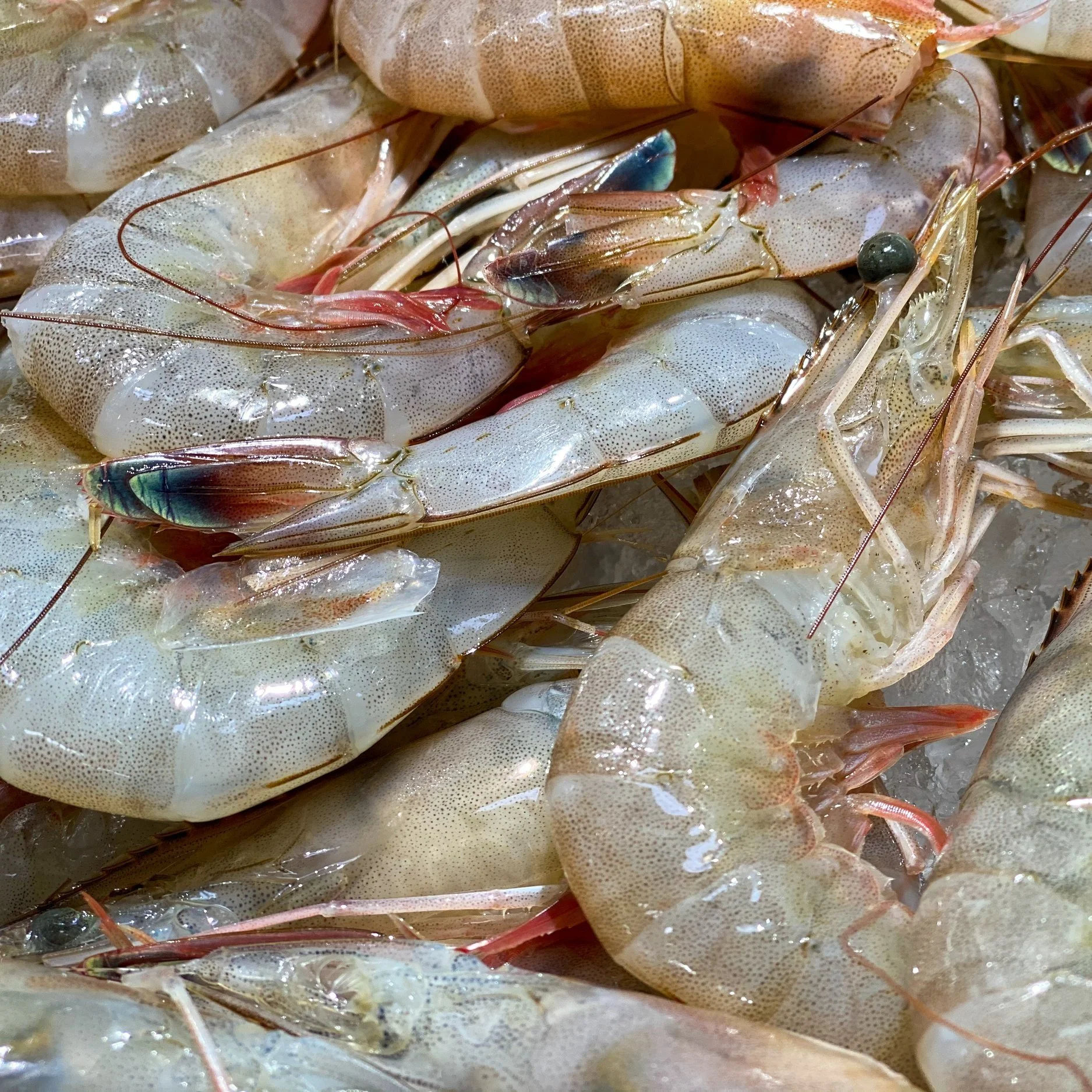 Higgins Asks USDA To Buy Gulf-Caught Shrimp