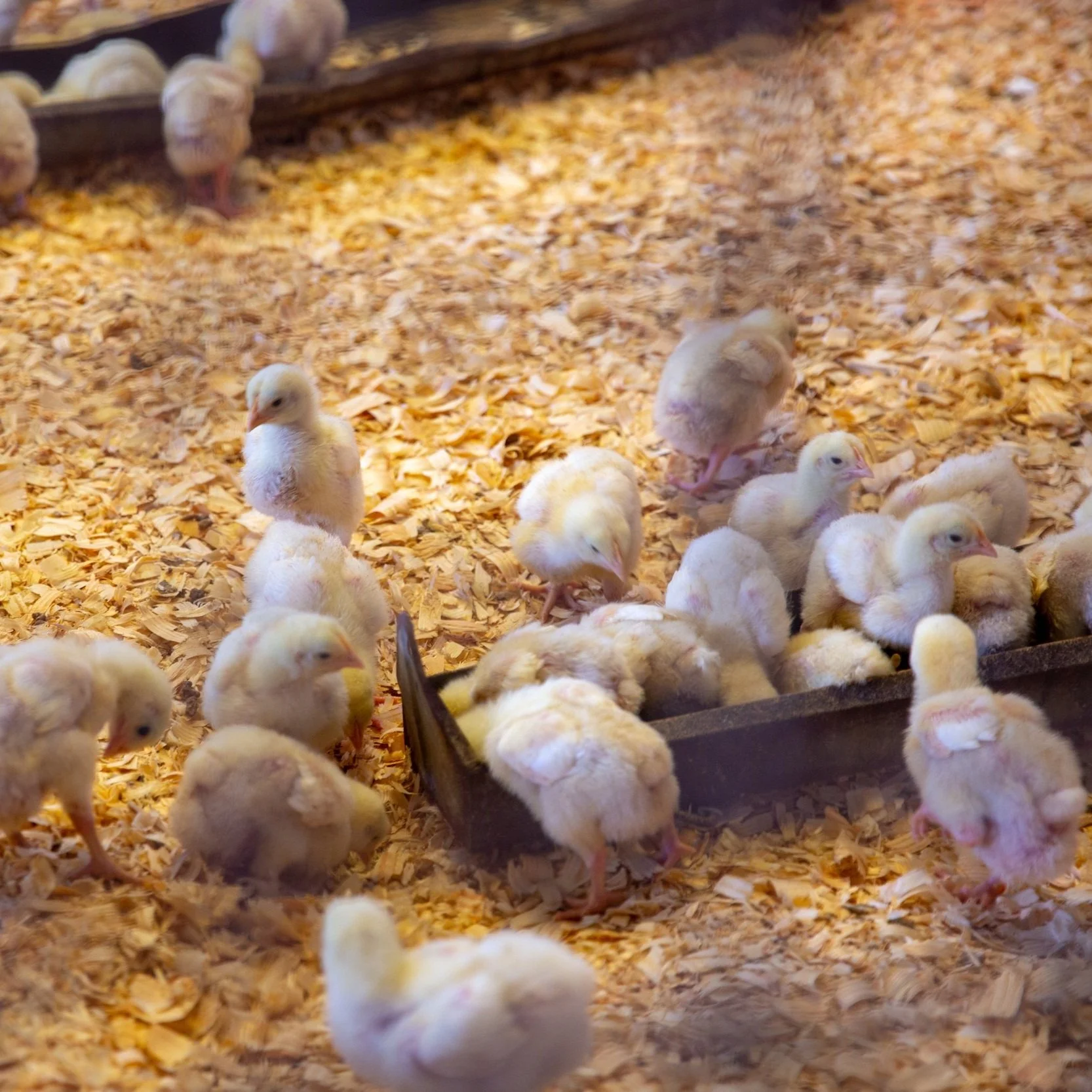Louisiana Livestock Price and Production Summary: June 2023