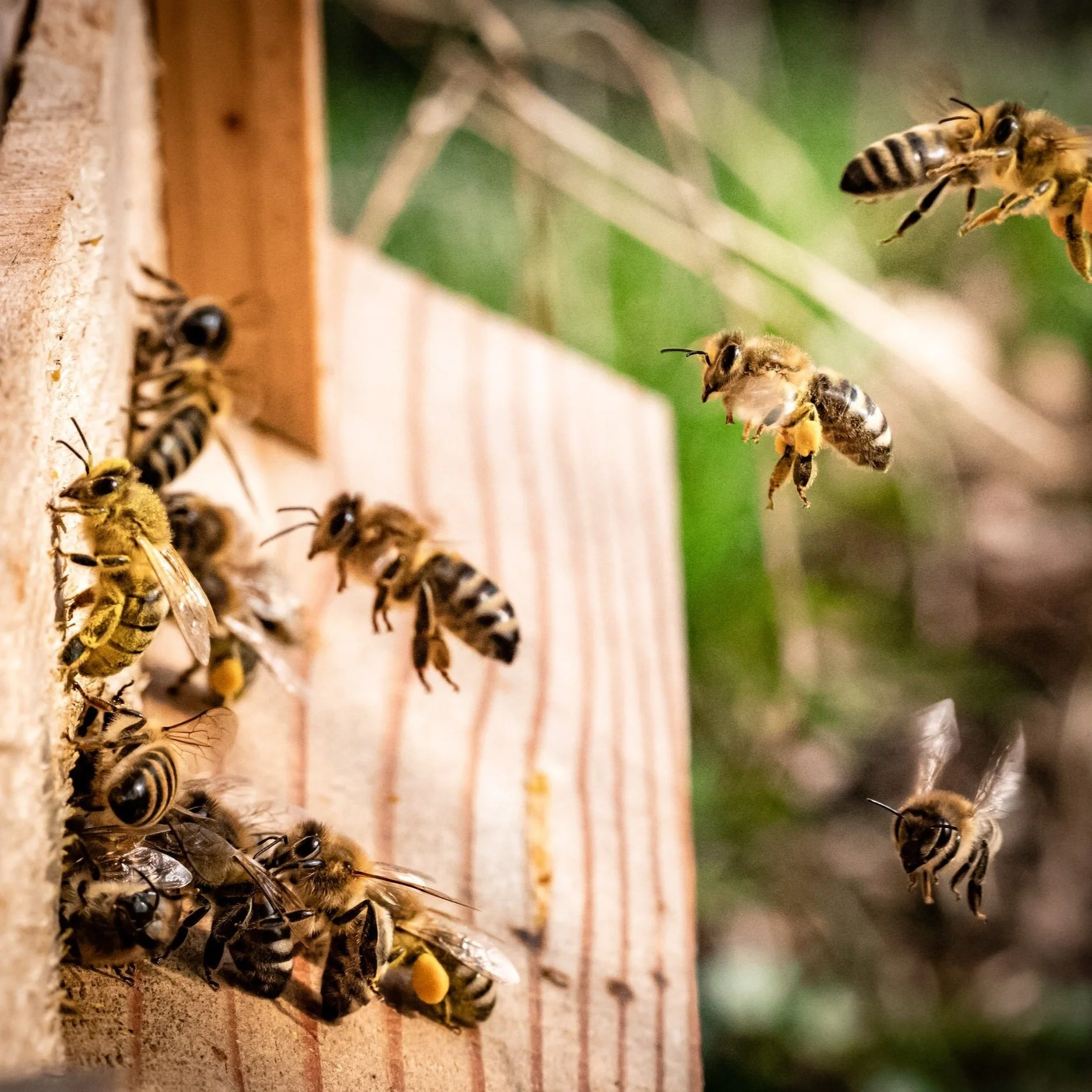 The Importance Of Honeybees In Our Local Ecosystem