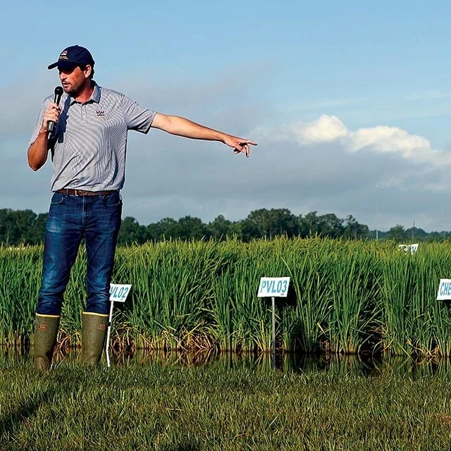Rice Research Featured At Sweltering Field Day