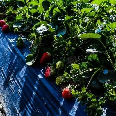 Louisiana One Of The States With The Most H-2A Workers