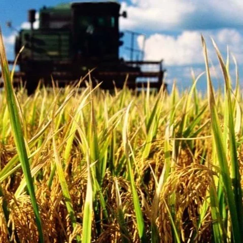 Louisiana Rice Industry Meets For Field Days &amp; Board Meetings