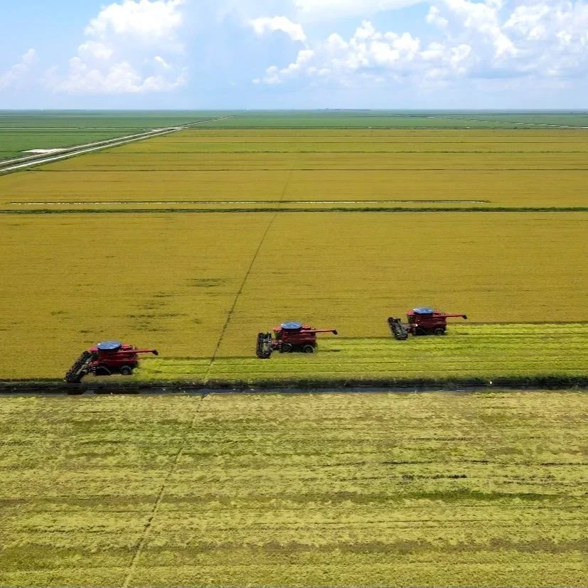Ready, Set, Harvest Rice...In The South