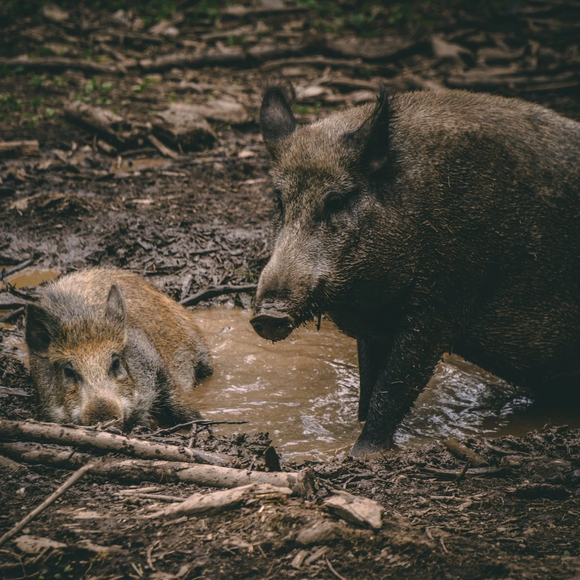 Hog Population Exploding in Louisiana