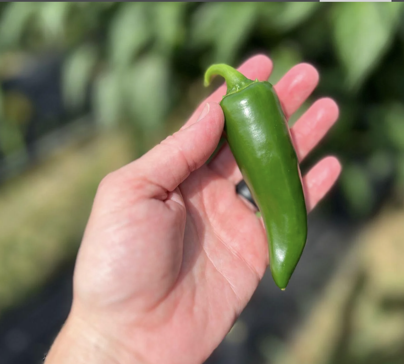 Celebrating Louisiana’s Specialty Crops: Local Farmers Boost Economy and Provide Fresh, Nutritional Delights