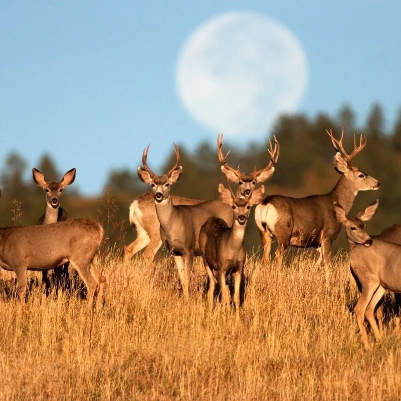 Chronic Wasting Disease Lingers For Louisiana Deer