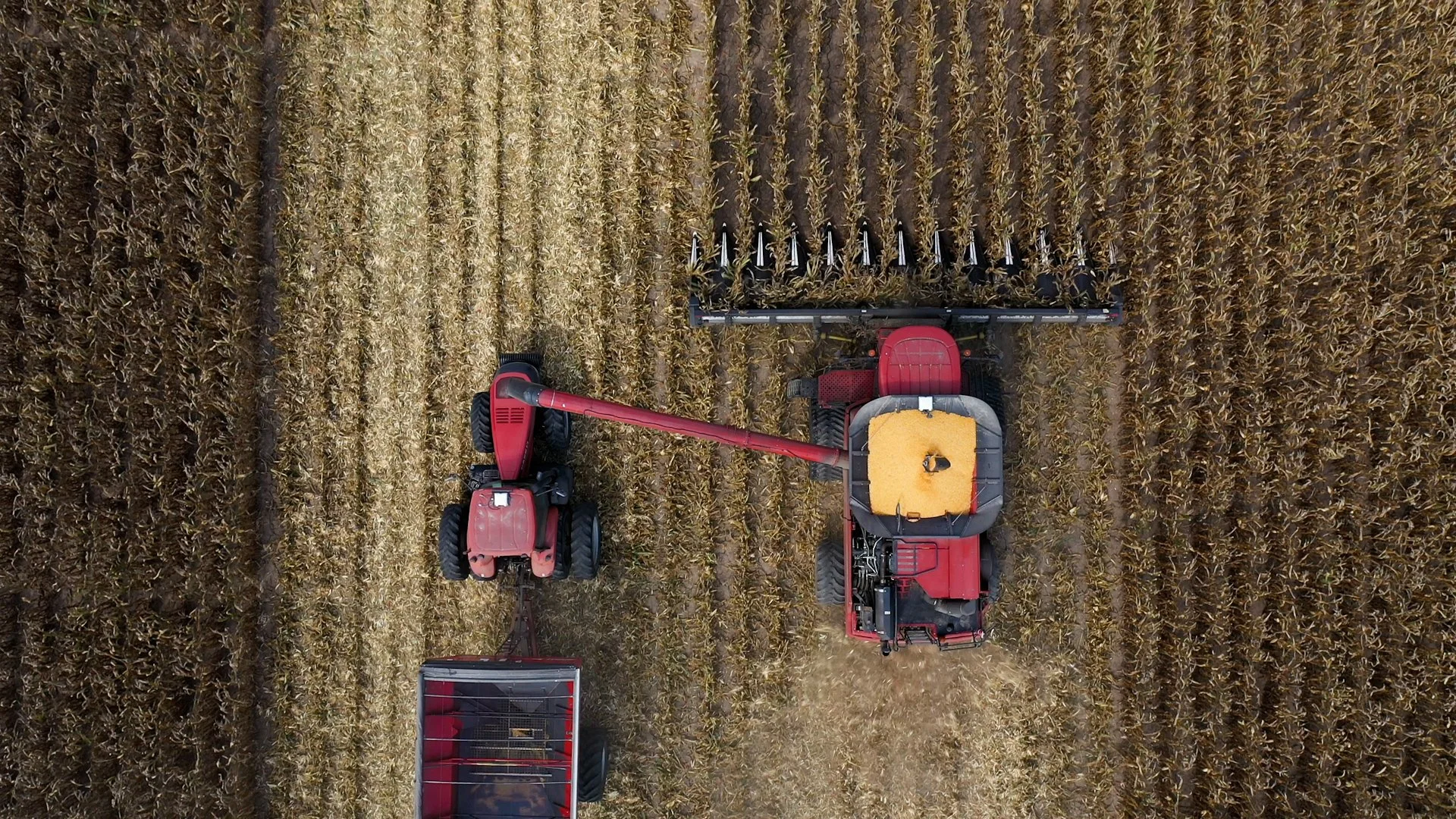Early Harvest Brings Hope to Louisiana Corn Farmers Amidst Sweltering Summer