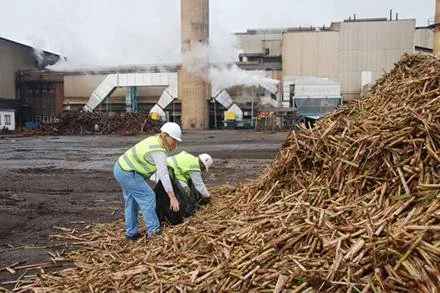 Researchers and the Sugar Industry Join Forces to Refresh the Environment