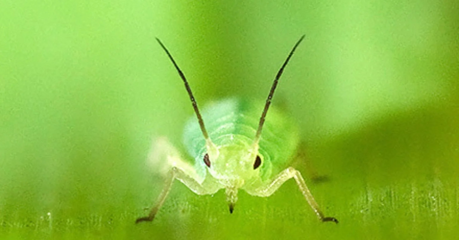 Scientists Explore Using Virus’ Structure Against Aphids
