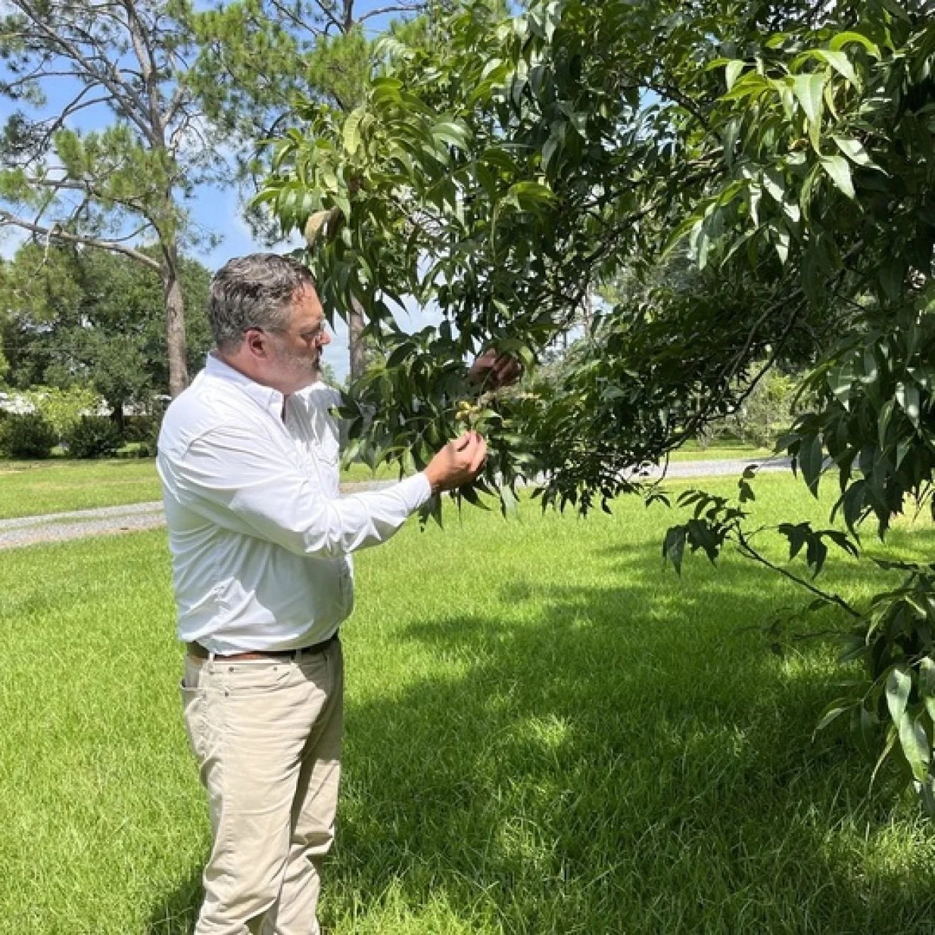 The Beloved Pecan is Officially the State Nut of Louisiana
