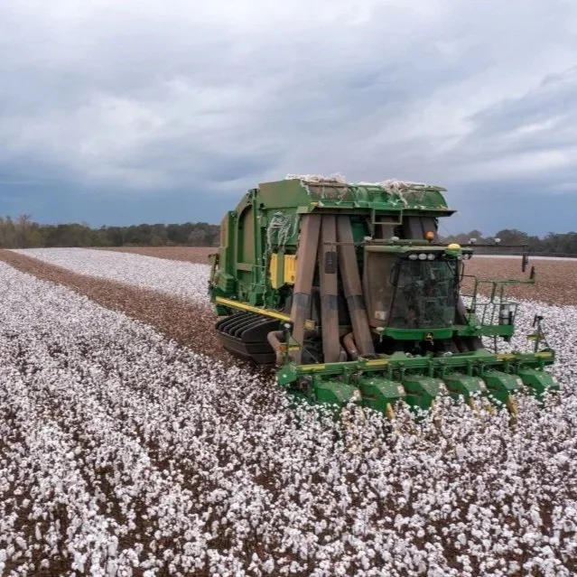 Cotton Extends Gains as Extreme Heat Threatens US Supply