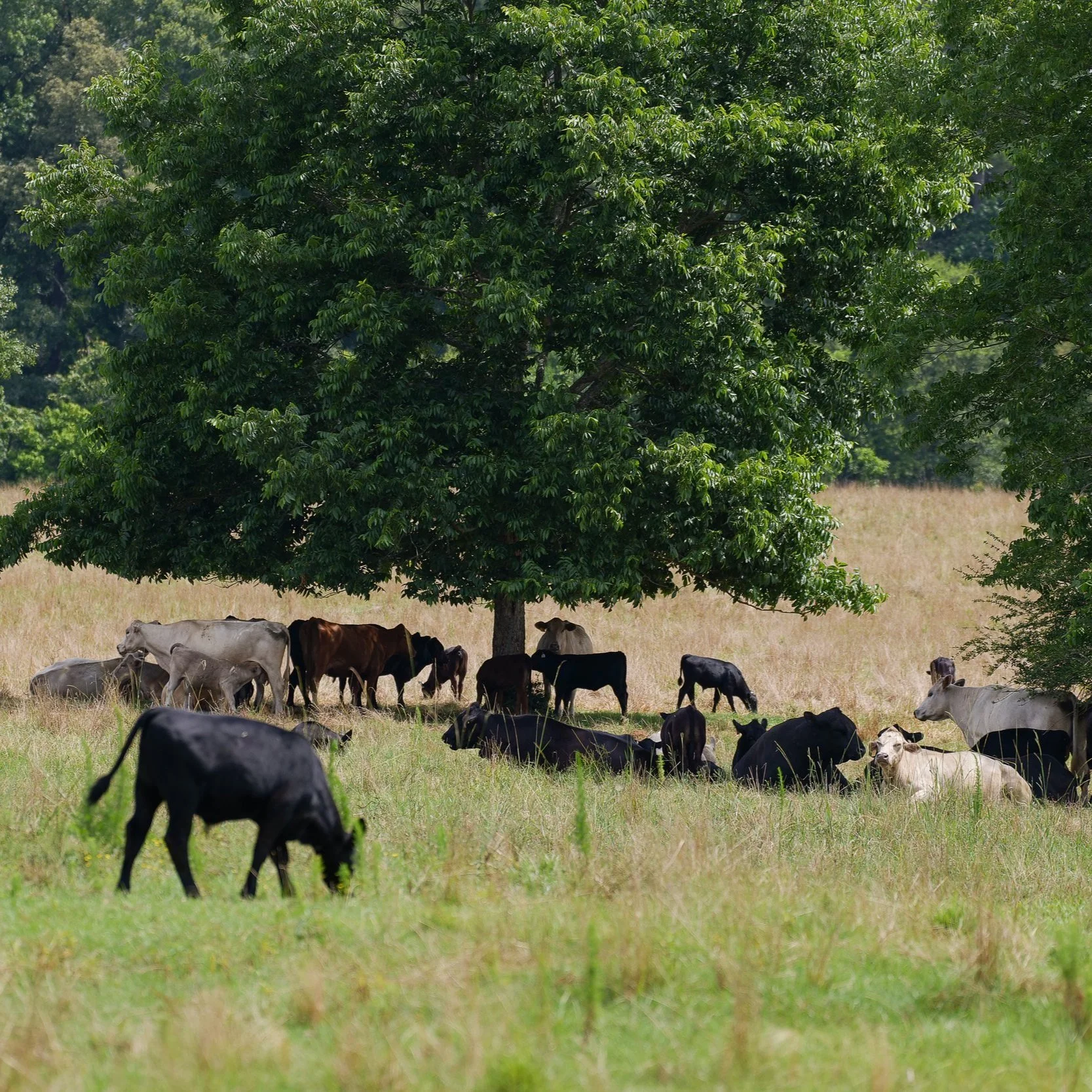 Cattle Waste Into Rocket Fuel? One Company Is Trying It