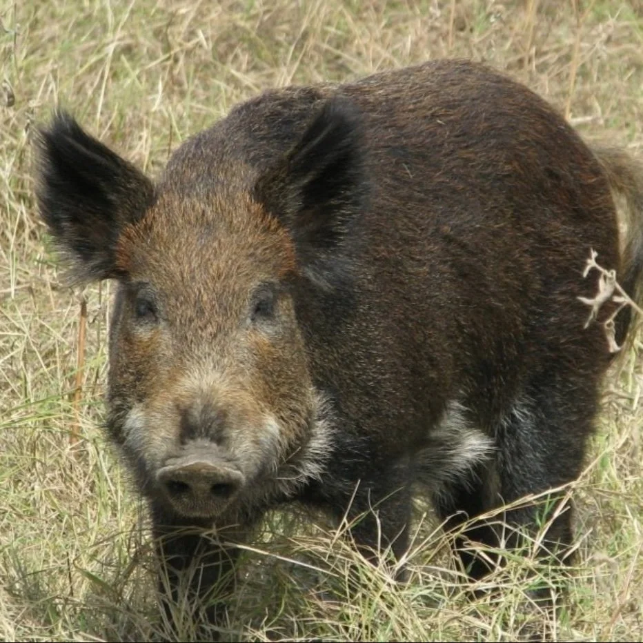 Tasty but Deadly, This New Bait for Feral Hogs Could Help Curb Their Rapid Spread