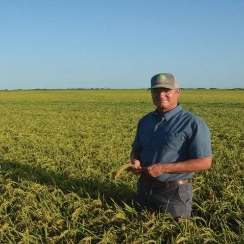 Aromatics Have The Sweet Smell Of Quality Rice For Louisiana Farmers