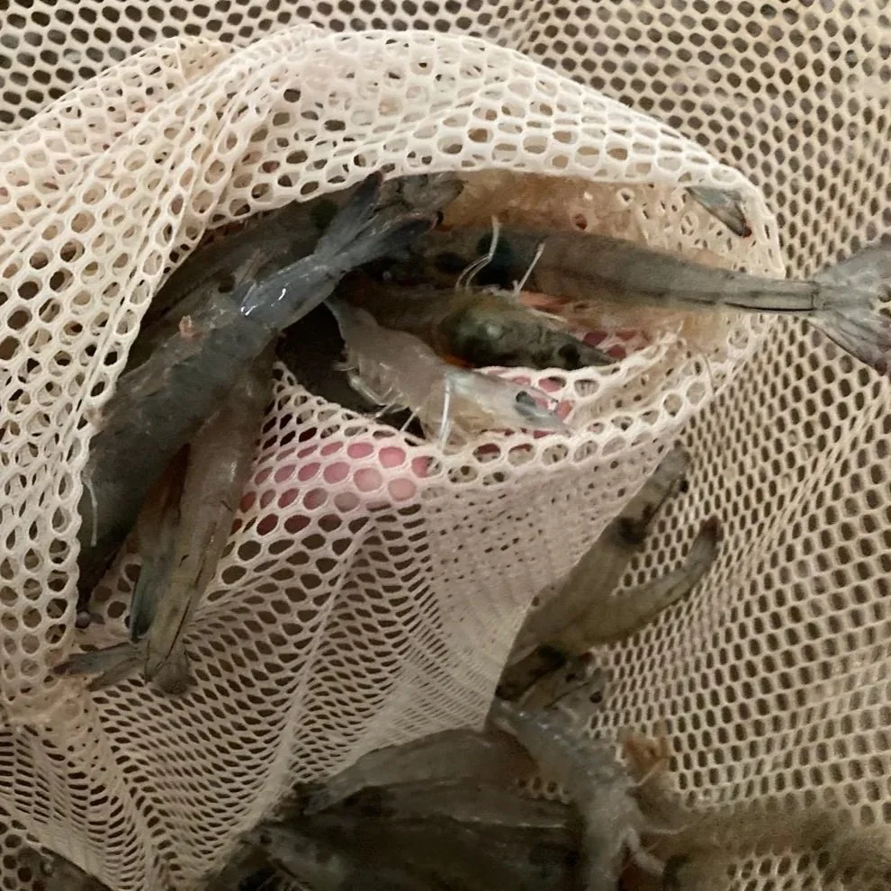 Louisiana Shrimpers, Lawmakers United To Protect Domestic Fisheries As Season Begins