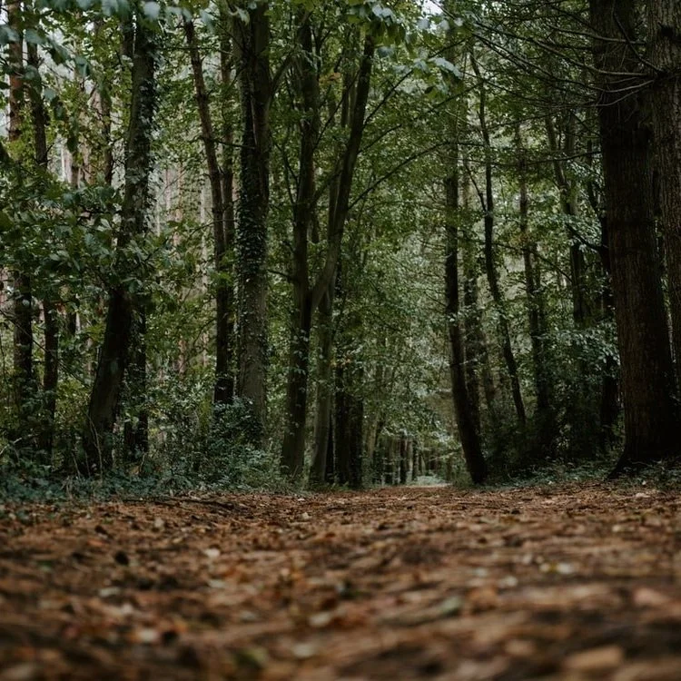 CLTCC Launching A New Degree Program In Forest Technology