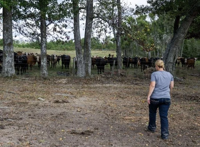 Louisiana Ranchers and Farmers Are Feeling the Heat: ‘It’s Just Brutal Dry'