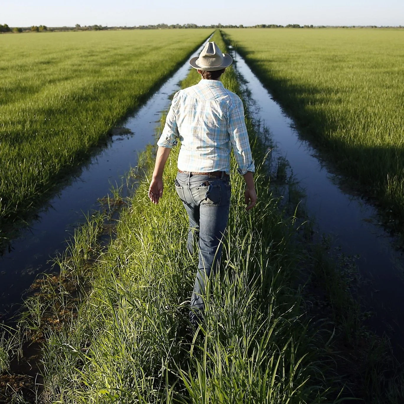 Rice Harvest Report:  How It's Going