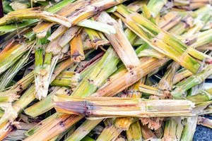 Sugar Outlook Clouded by Uncertain Supply Situation