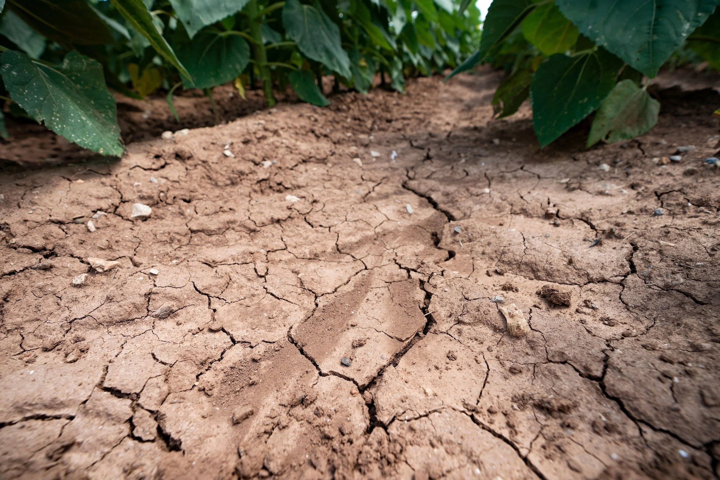 Louisiana at the Epicenter for Drought in the United States
