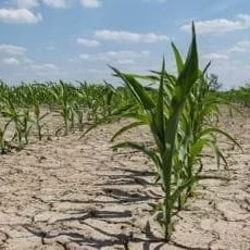 More Than 100 Volunteers Help Gather Data Used For Drought Detection, Assistance
