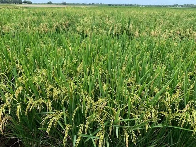 How LSU Professors Are Designing Climate-Resilient Rice to Withstand Heat, Drought, Salinity