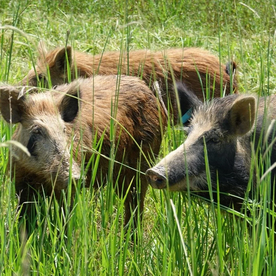 A Million Wild Hogs Roam Louisiana. LSU Just Patented a Bait to Kill Them