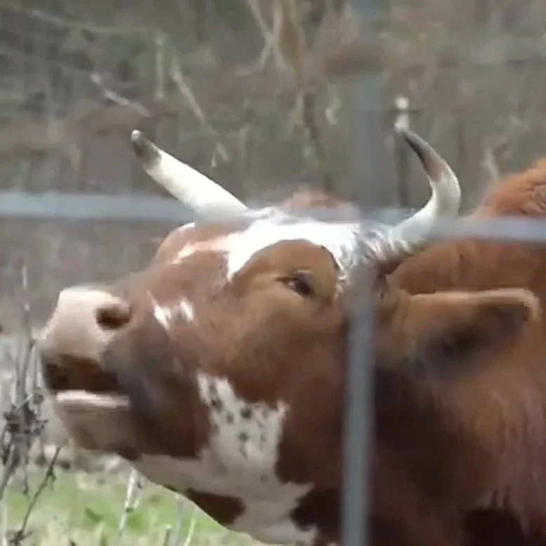 Excessive Heat Leading to Cattle Loss