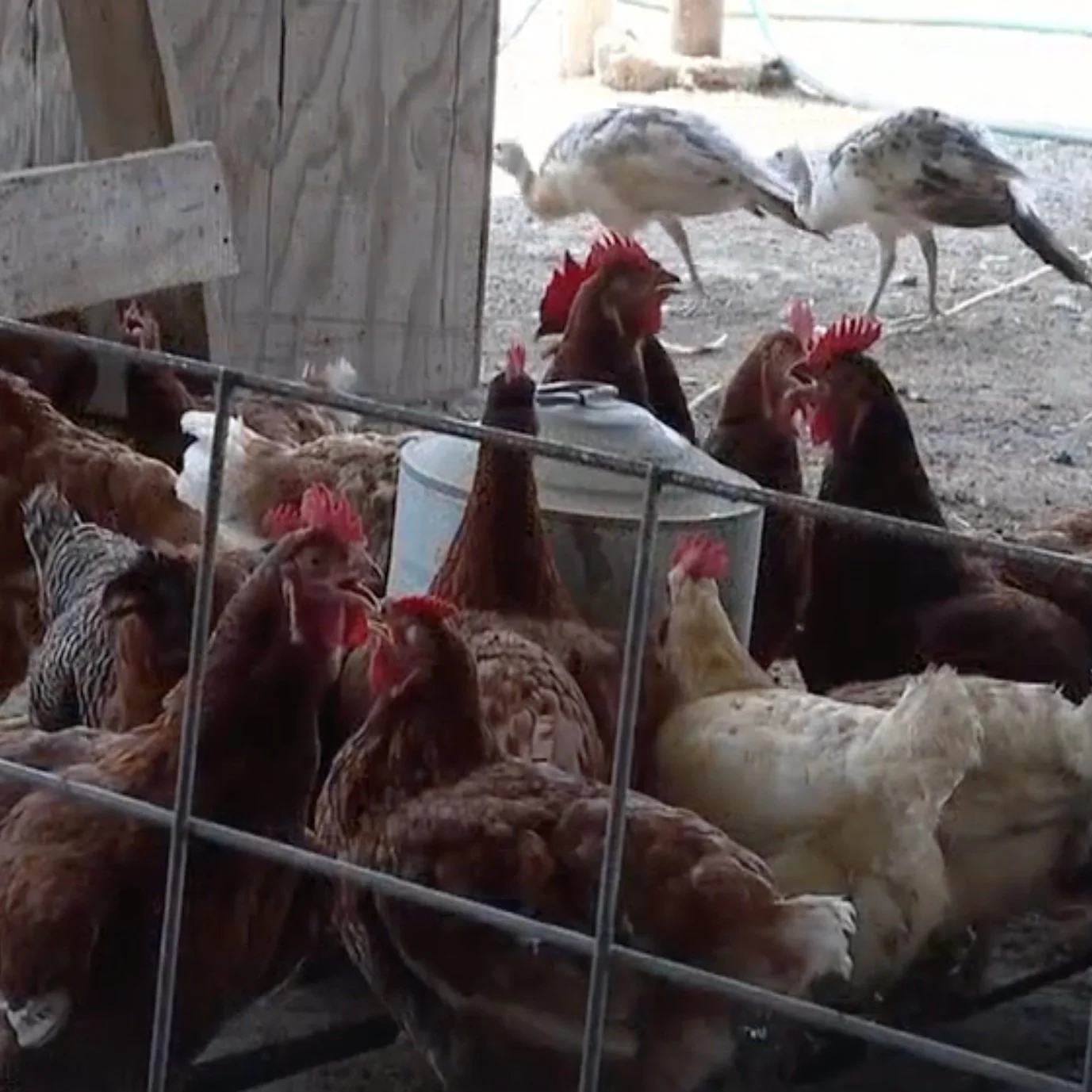 Hot Temperatures are Killing Livestock in Acadiana