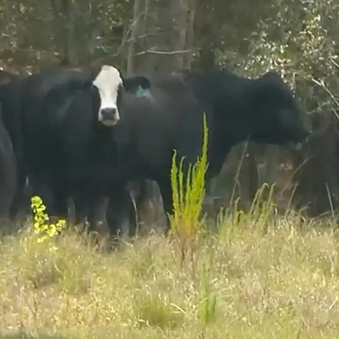 Here’s How the Heat and Drought are Affecting Crops and How it Impacts You
