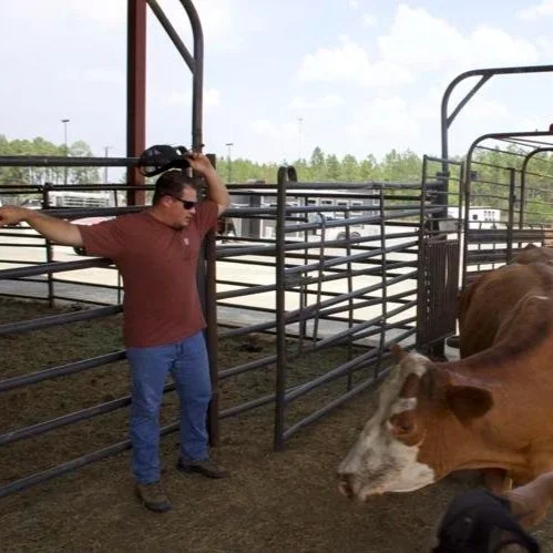 As Louisiana’s Ranchlands Burn, Evacuating Livestock Becomes an Around-the-clock Mission