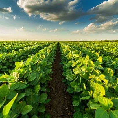 El Nino Favors South American Soy Crop; Northern Brazil Outlook Less Rosy
