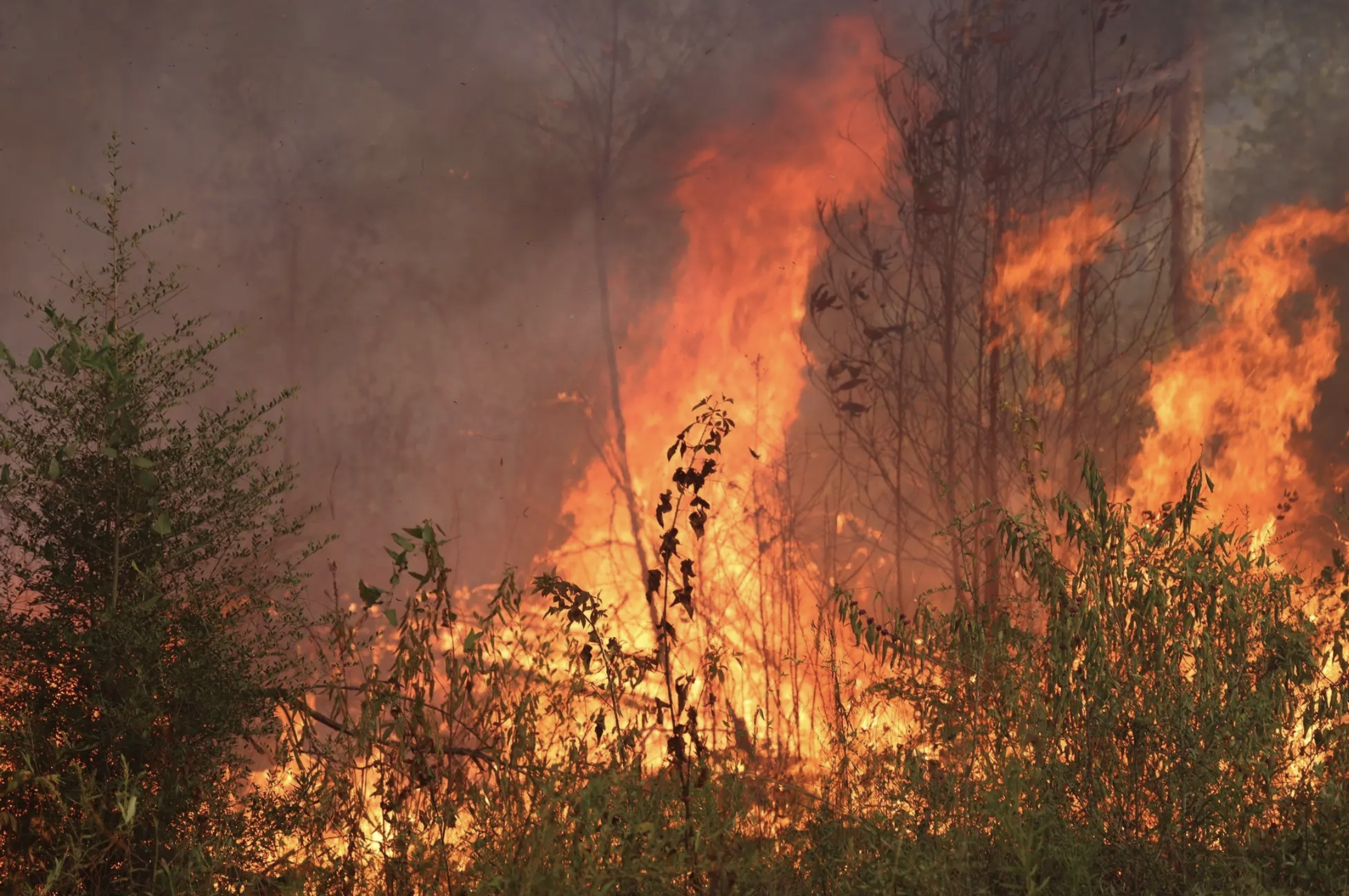 Louisiana’s Massive Tiger Island Fire Continues to Burn: What to Know