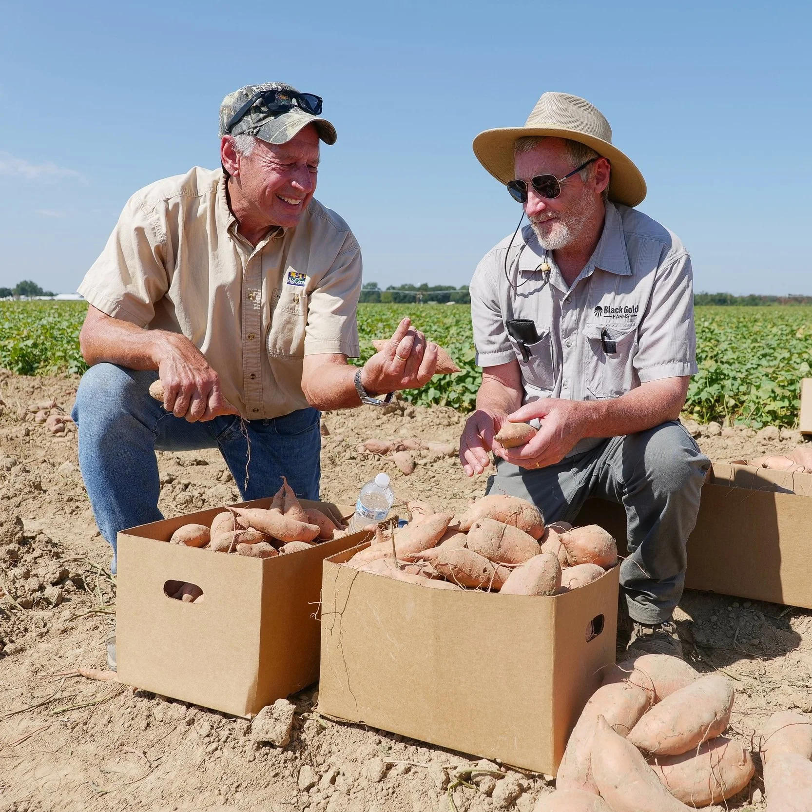 Louisiana Sweet Potato Crop Faring Well Despite Heat, Drought