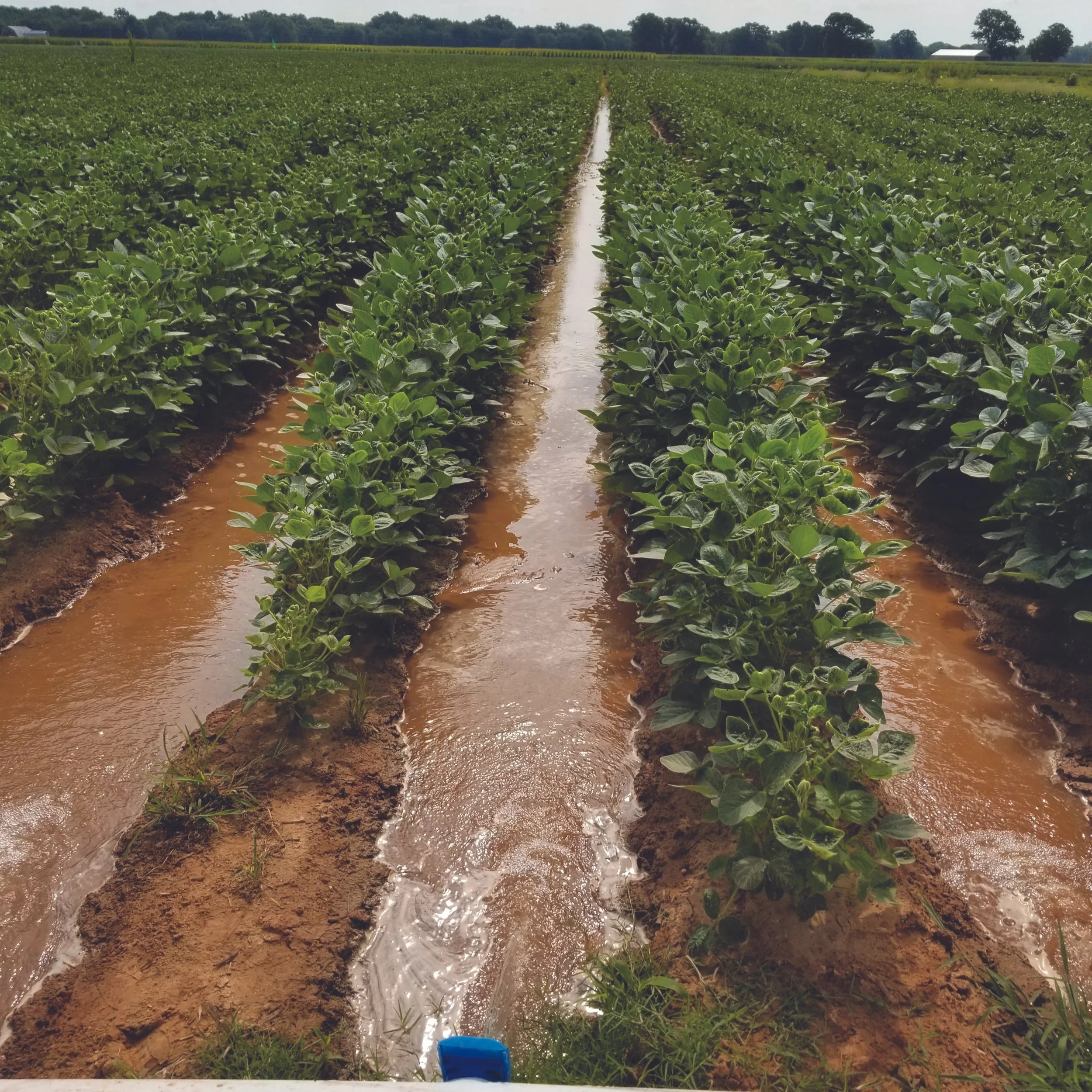 Fresh DIRT: New Drought Irrigation Tool Assists Farmers With Scheduling