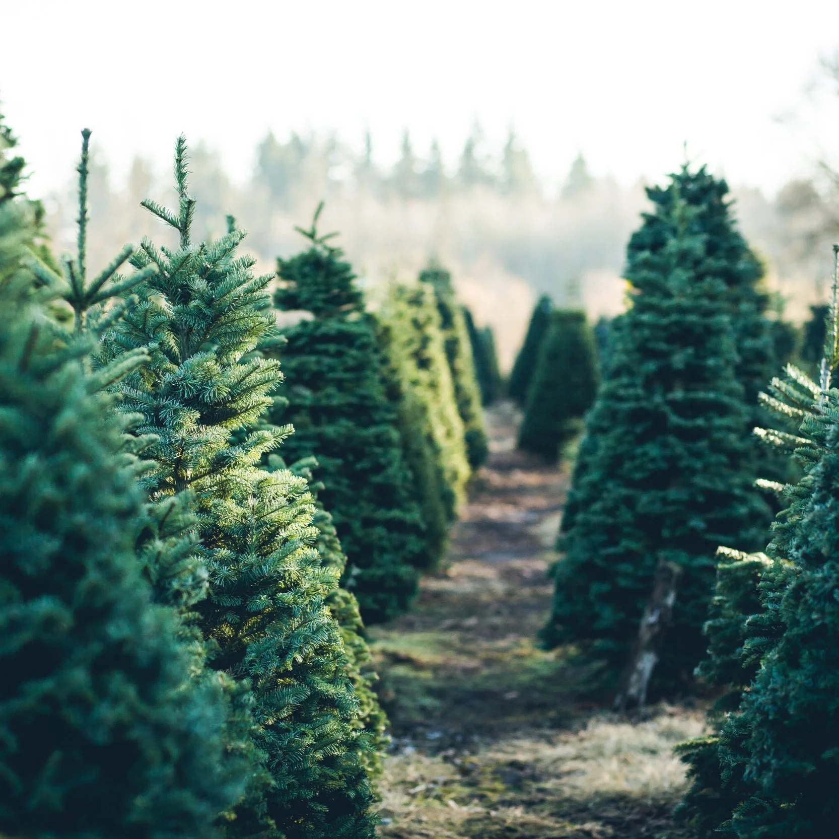 Despite Drought, Christmas Tree Farms Plan For Upcoming Season