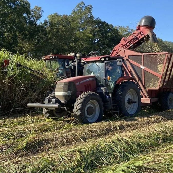 October Rainfall, Cooler Temperatures Ease Worries for 2023 Iberville Sugarcane Harvest