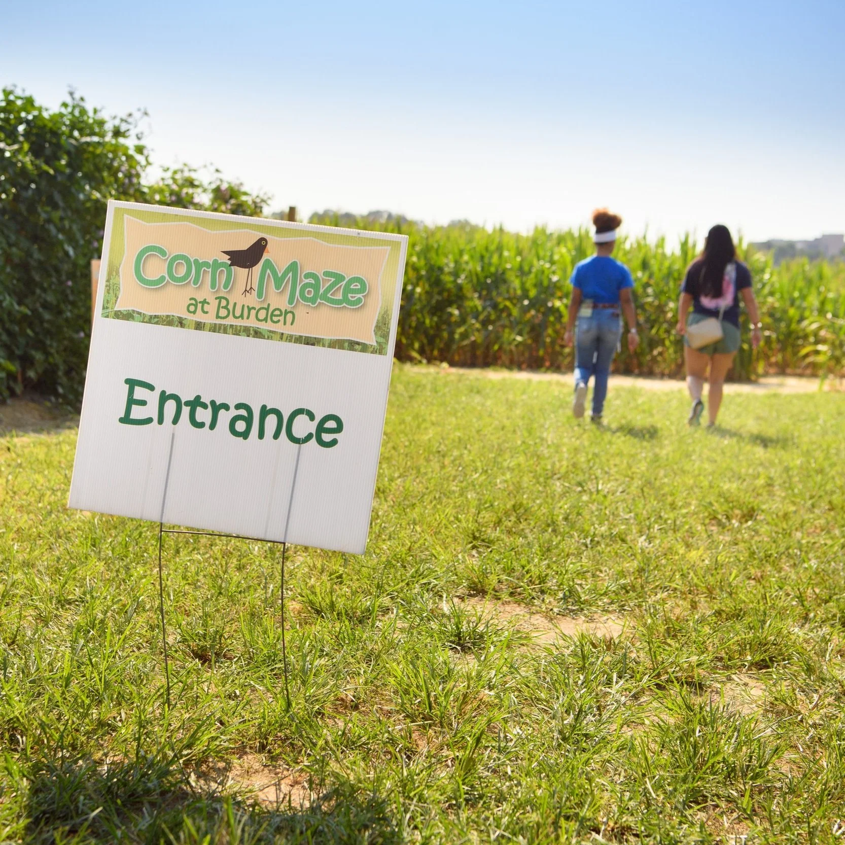 Corn Maze Is Back At Burden In October
